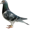 How Social Media is Changing Customer Profiling Pigeonholing