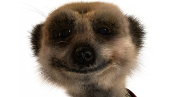meerkat