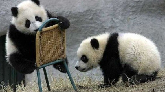 Social Media and Furniture Retailers (With Added Meatballs) panda furniture