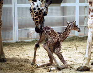 first steps