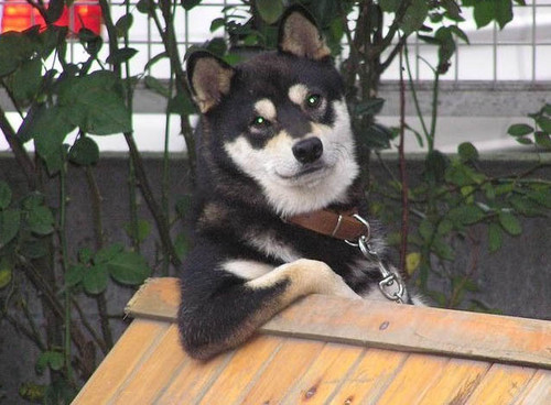 facebook dog