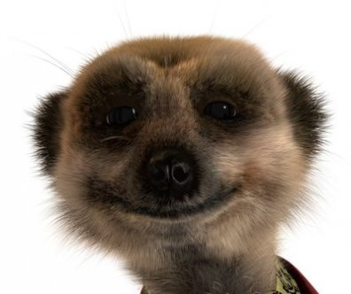 meerkat2
